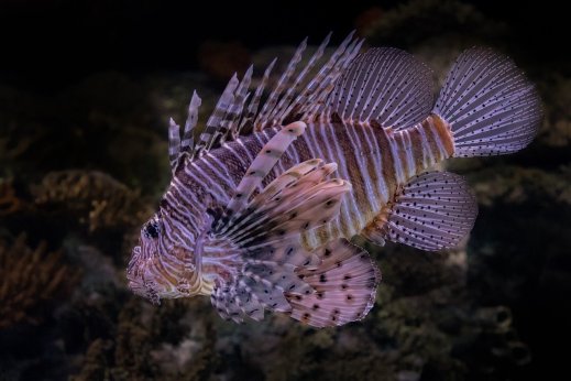 cozumel snorkeling reef
